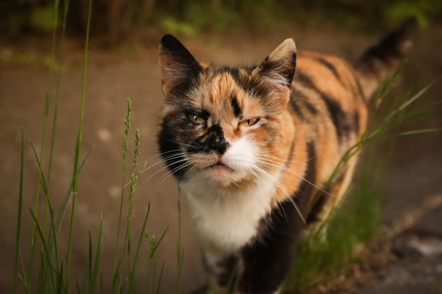3 faits surprenants sur les chats