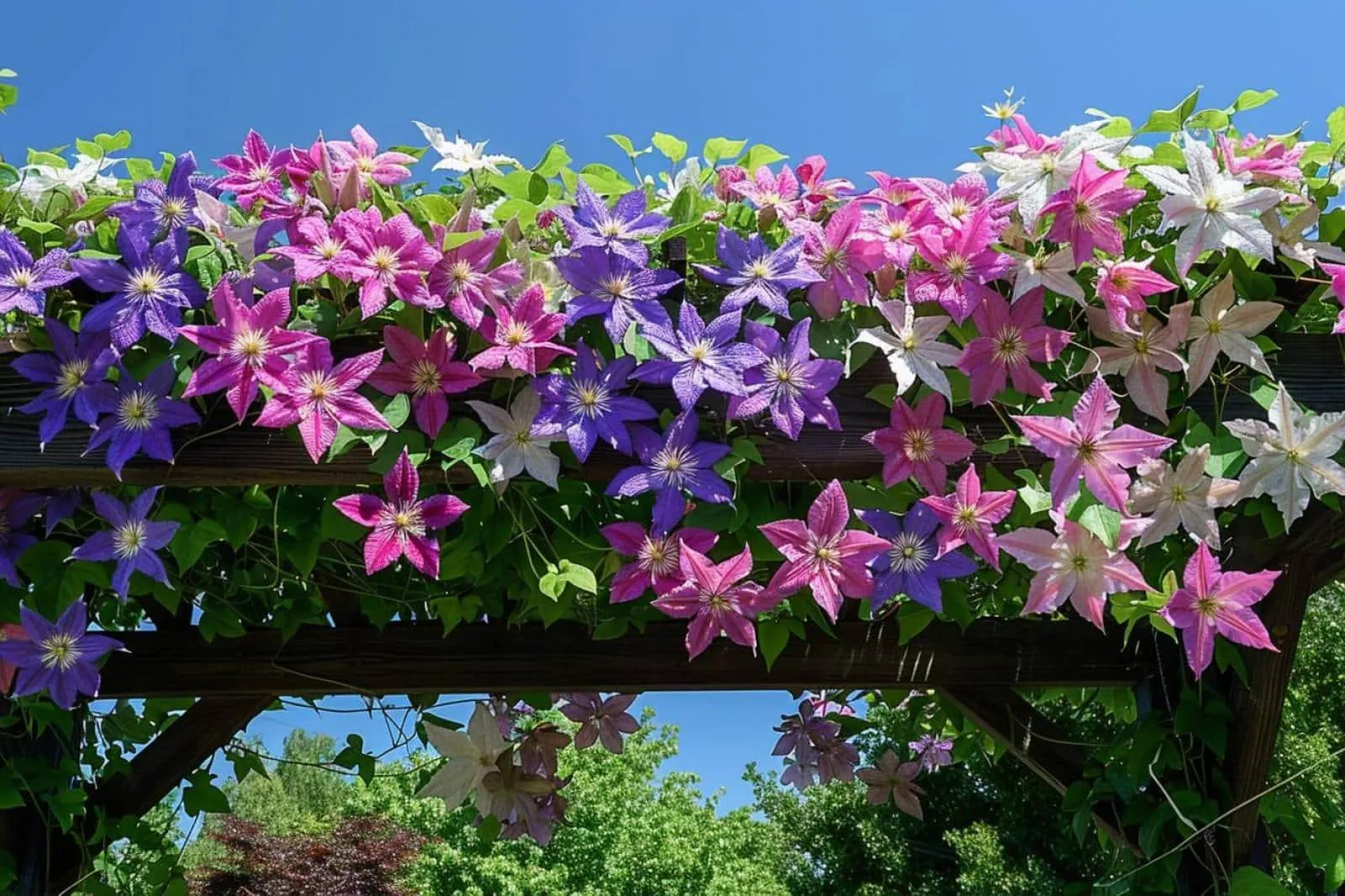 Comment bien choisir et entretenir les clématites pour votre pergola ?
