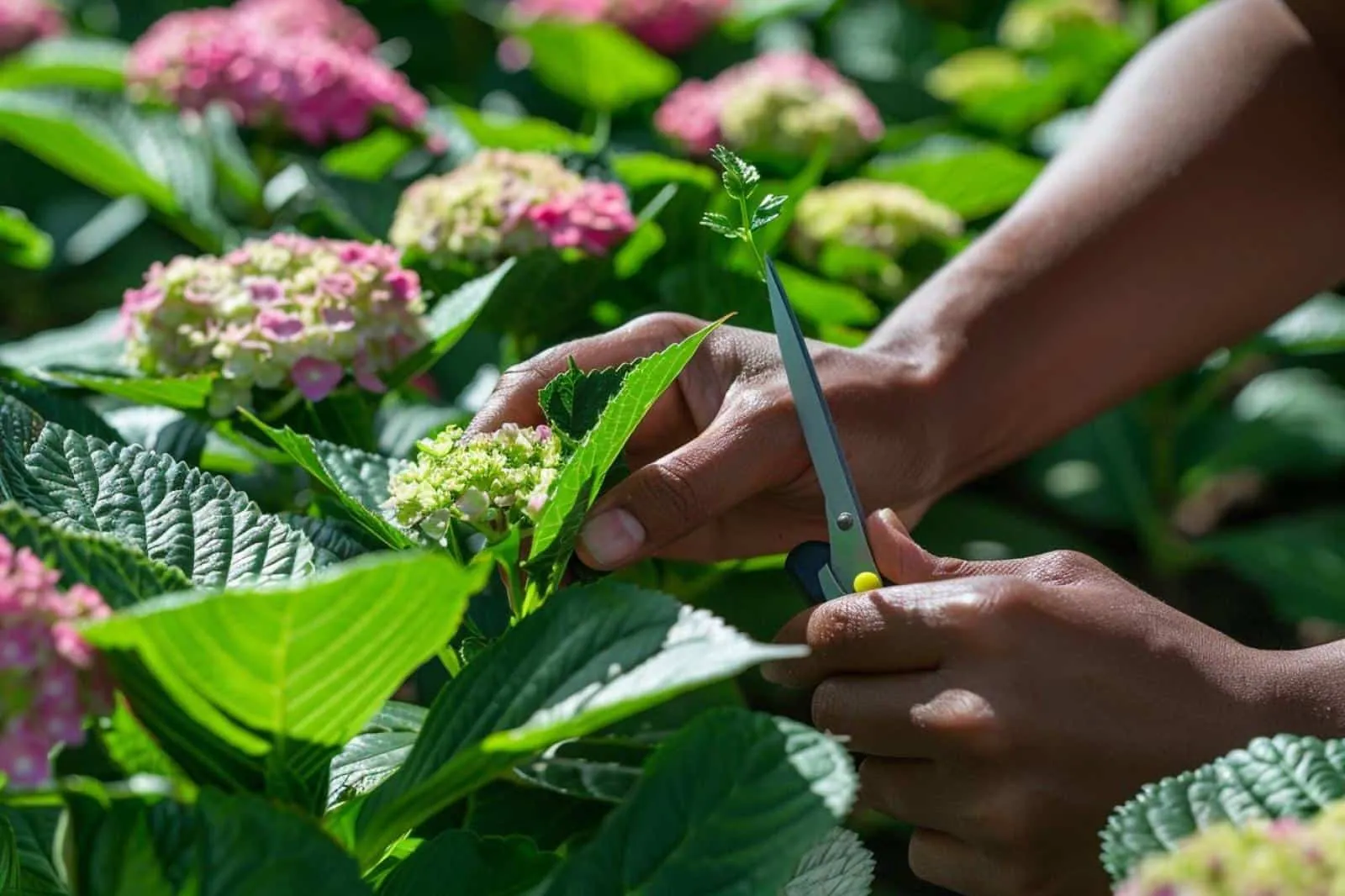 Comment bouturer un hortensia en vidéo ?
