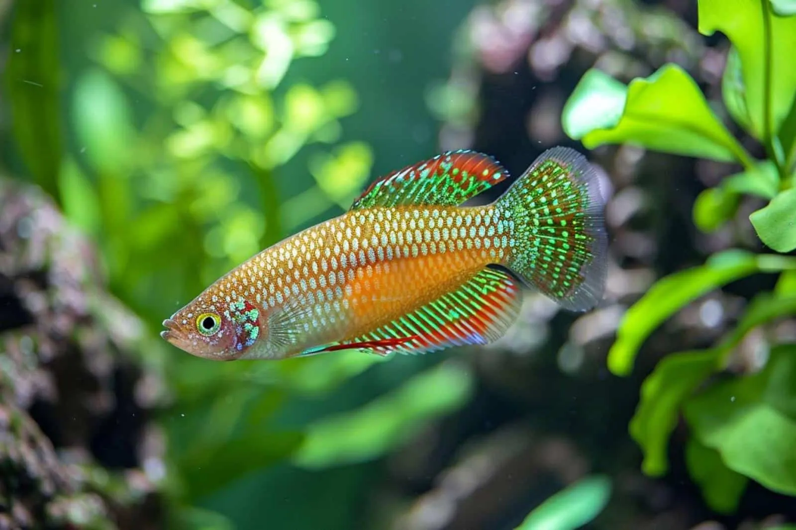 Le poisson ovipare : une reproduction particulière ?