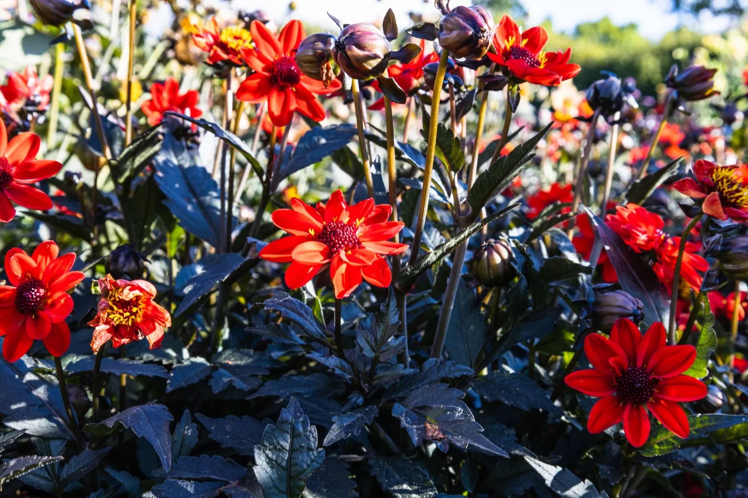 Les différentes fleurs vivaces à longue floraison