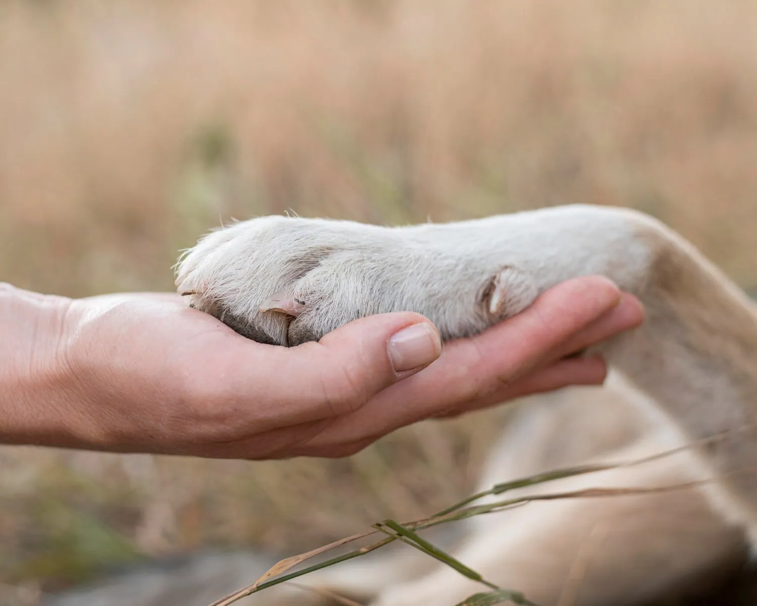 Pourquoi vous devriez avoir un animal de compagnie