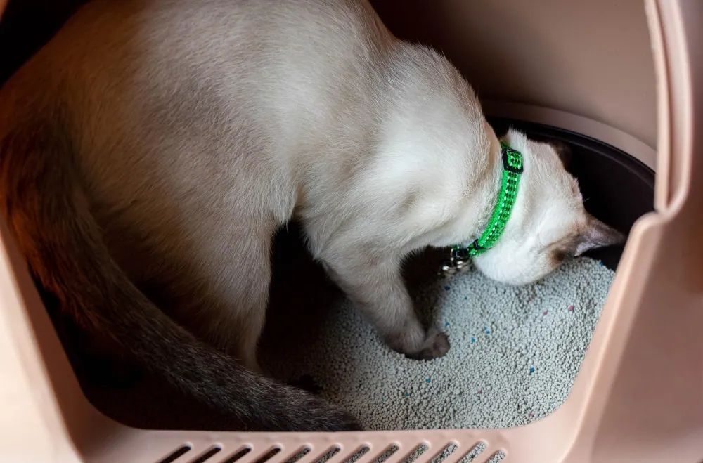 Tous les chats aiment-ils faire pipi au même endroit ?