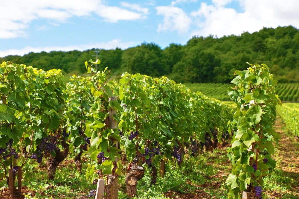 Tout sur le vin